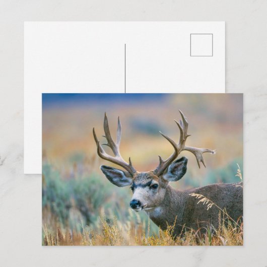 Mule Deer Buck | Nationaal park Grand Teton Wyomin Briefkaart (Voorkant / Achterkant)