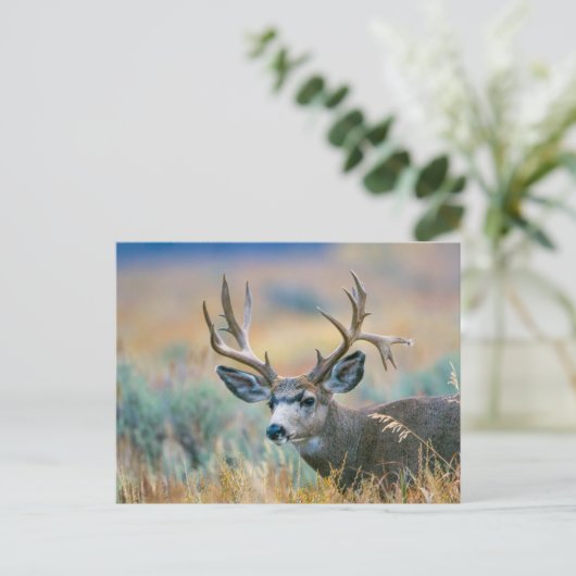 Mule Deer Buck | Nationaal park Grand Teton Wyomin Briefkaart (Staand voorkant)