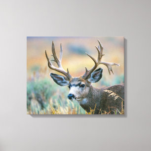 Mule Deer Buck   Nationaal park Grand Teton Wyomin Canvas Afdruk