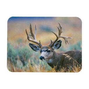 Mule Deer Buck   Nationaal park Grand Teton Wyomin Magneet