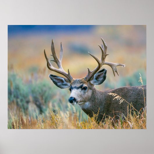 Mule Deer Buck | Nationaal park Grand Teton Wyomin Poster (Voorkant)