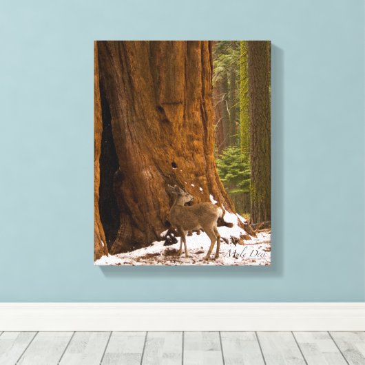 Mule Deer Canvas Afdruk (Insitu (Houten vloer))