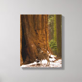 Mule Deer Canvas Afdruk (Voorkant)