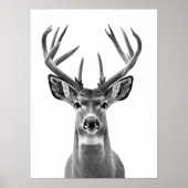 Mule Deer Desert Animal Portret Poster (Voorkant)