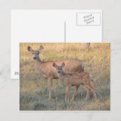 Mule Deer Doe en Fawn Briefkaart (Voorkant / Achterkant)