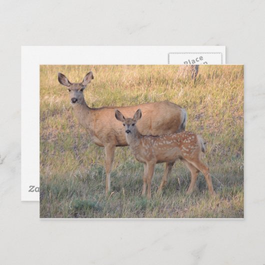 Mule Deer Doe en Fawn Briefkaart (Voorkant / Achterkant)