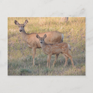 Mule Deer Doe en Fawn Briefkaart