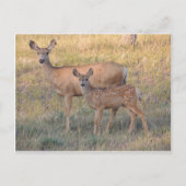 Mule Deer Doe en Fawn Briefkaart (Voorkant)