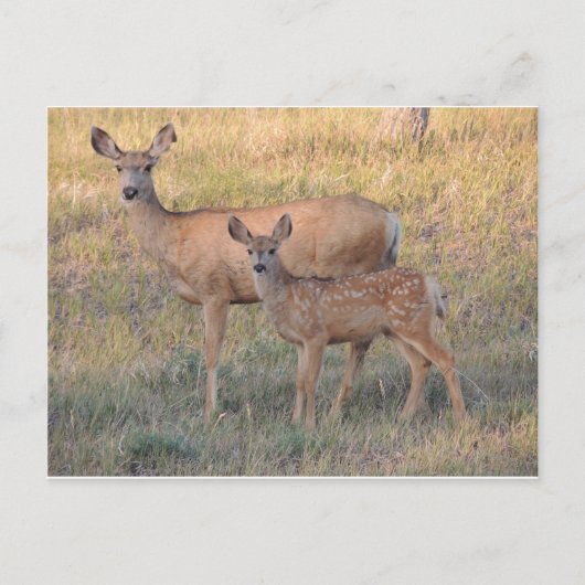 Mule Deer Doe en Fawn Briefkaart (Voorkant)