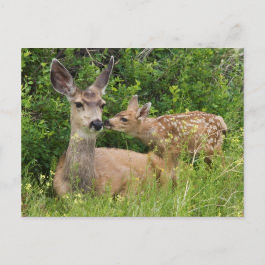 Mule Deer Doe met Fawn Briefkaart (Voorkant)
