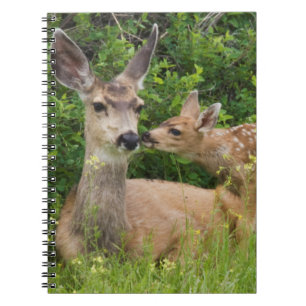 Mule Deer Doe met Fawn Notitieboek