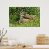 Mule Deer Doe met Fawn Poster (Keuken)