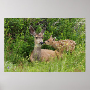Mule Deer Doe met Fawn Poster