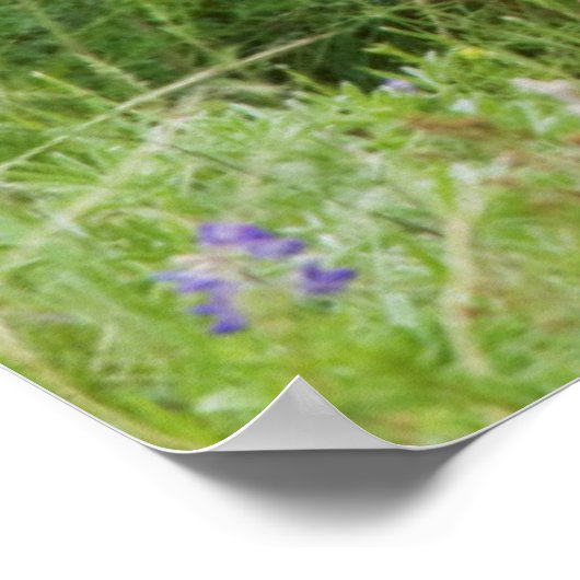 Mule Deer Doe met Fawn Poster (Hoek)