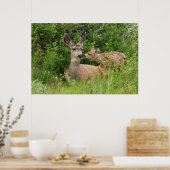 Mule Deer Doe met Fawn Poster (Keuken)