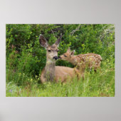 Mule Deer Doe met Fawn Poster (Voorkant)