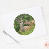 Mule Deer Doe met Fawn Ronde Sticker (Envelop)