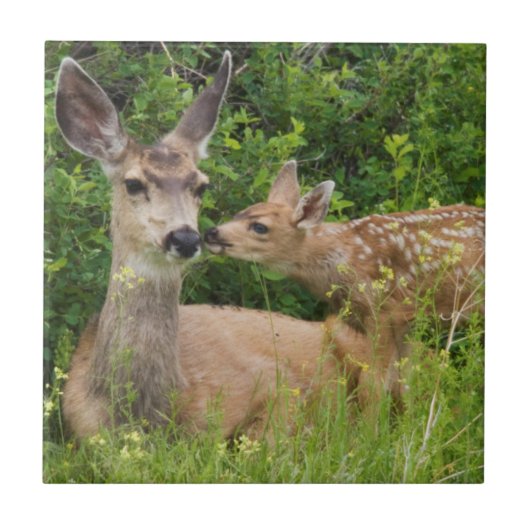 Mule Deer Doe met Fawn Tegeltje (Voorkant)