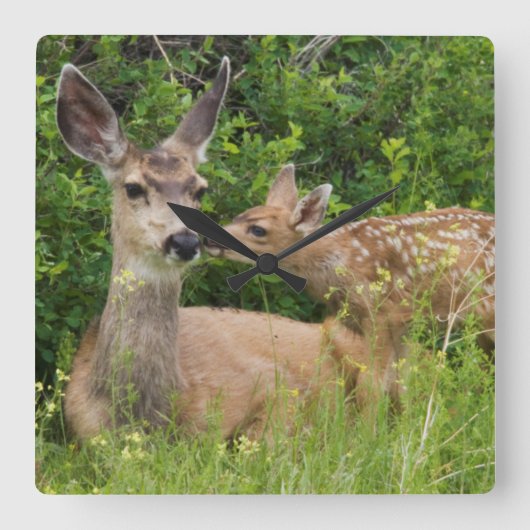 Mule Deer Doe met Fawn Vierkante Klok (Voorkant)