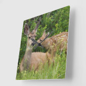 Mule Deer Doe met Fawn Vierkante Klok (Hoek)