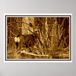 Mule Deer: Doe Poster