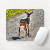 Mule Deer Fawn Baby Animal Wildlife Foto Muismat (Met muis)