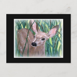 Mule Deer Fawn Briefkaart