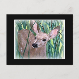 Mule Deer Fawn Briefkaart