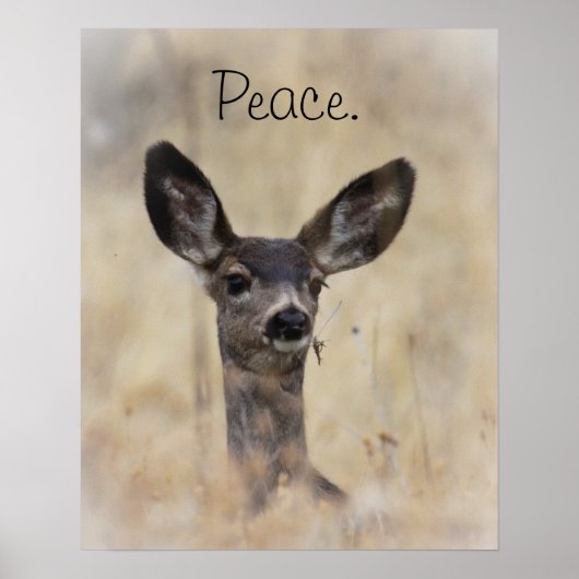 Mule Deer Fawn Poster (Voorkant)