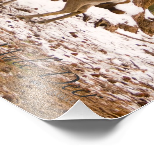 Mule Deer Foto Afdruk (Hoek)