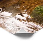 Mule Deer Foto Afdruk (Hoek)