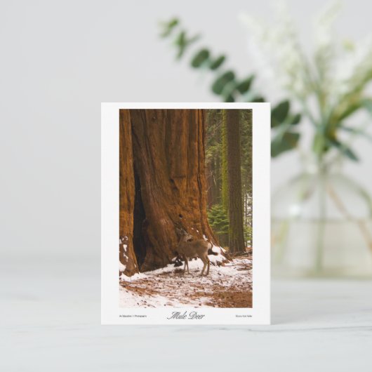 Mule Deer Foto Briefkaart (Staand voorkant)