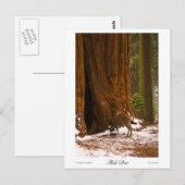 Mule Deer Foto Briefkaart (Voorkant / Achterkant)