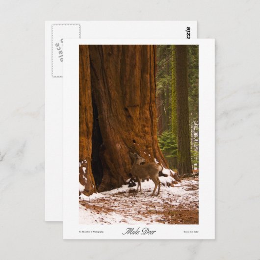 Mule Deer Foto Briefkaart (Voorkant / Achterkant)
