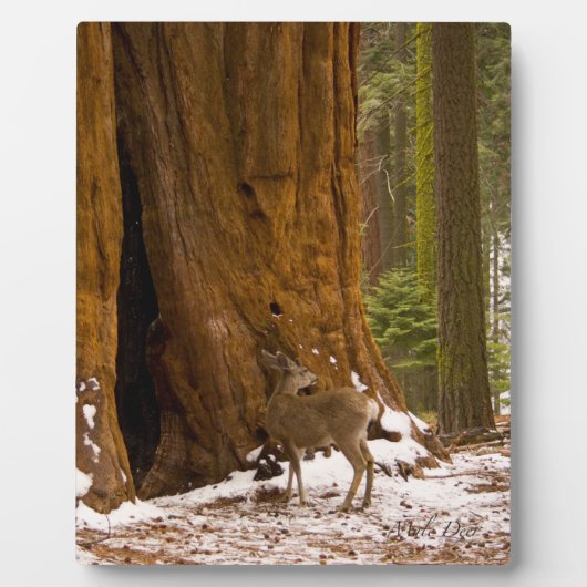 Mule Deer Fotoplaat (Voorkant)