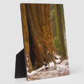 Mule Deer Fotoplaat (Zijkant)