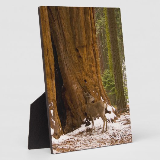 Mule Deer Fotoplaat (Zijkant)