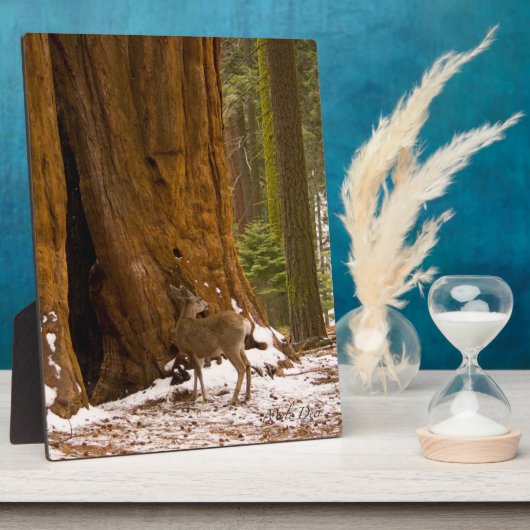 Mule Deer Fotoplaat (Zijkant)