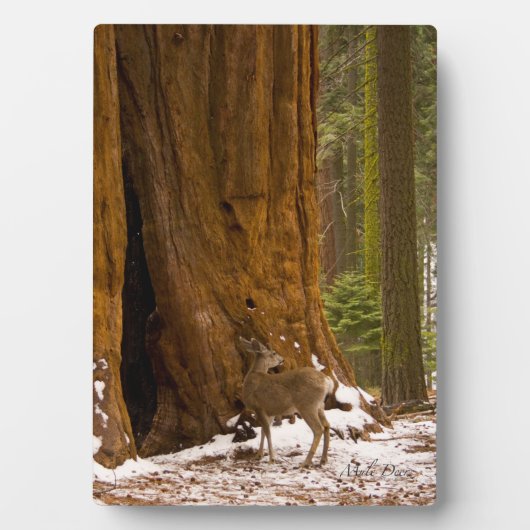 Mule Deer Fotoplaat (voorkant)