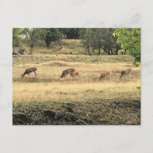 Mule Deer in a Field, Joseph, Oregon Briefkaart