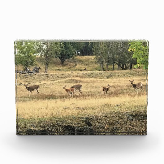 Mule Deer in a Field, Joseph, Oregon Fotoblokken (Voorkant)
