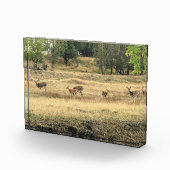 Mule Deer in a Field, Joseph, Oregon Fotoblokken (Rechts)