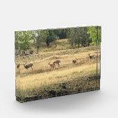 Mule Deer in a Field, Joseph, Oregon Fotoblokken (Links)