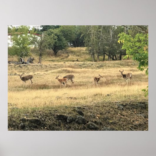 Mule Deer in a Field, Joseph, Oregon Poster (Voorkant)