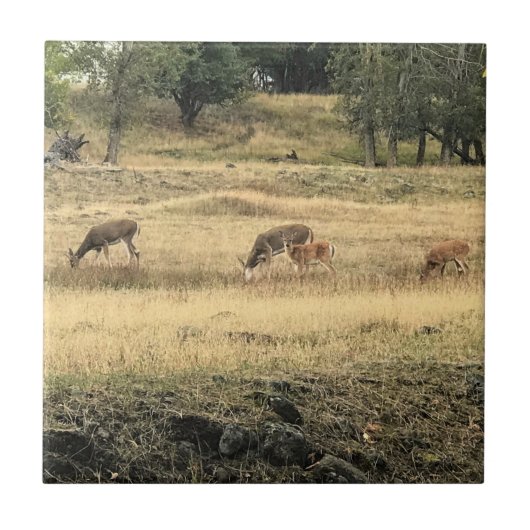 Mule Deer in a Field, Joseph, Oregon Tegeltje (Voorkant)