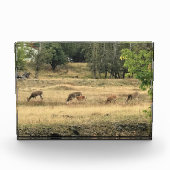 Mule Deer in een veld Fotoblokken (Voorkant)
