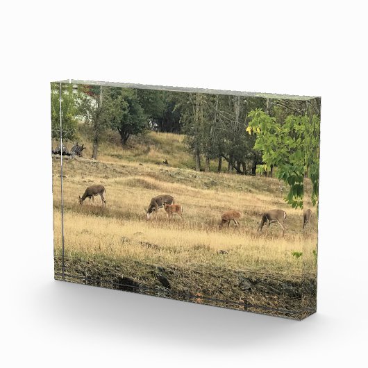 Mule Deer in een veld Fotoblokken (Rechts)