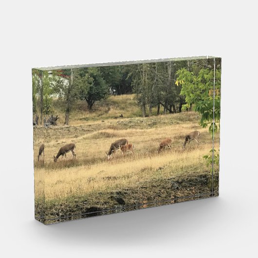 Mule Deer in een veld Fotoblokken (Links)