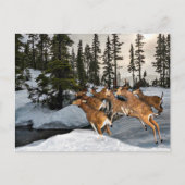 Mule Deer in het sneeuwseizoen Briefkaart (Voorkant)