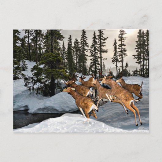 Mule Deer in het sneeuwseizoen Briefkaart (Voorkant)